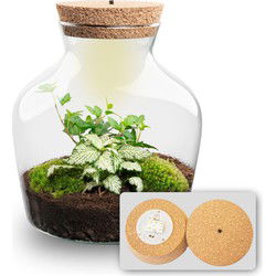 URBANJNGL - Planten terrarium • Little Joe • Ecosysteem plant • ↑ 21,5 cm