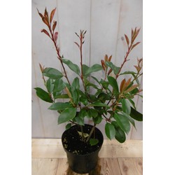 Photinia fraseri Red Robin rood 40 cm