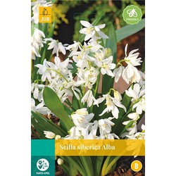 5 stuks - Scilla siberica Alba 12 bollen