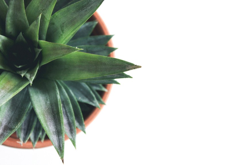 DIY: zo kweek je je eigen ananasplant 