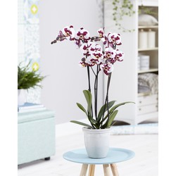 Green Bubble Polly orchidee (Phalaenopsis) - 70cm