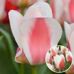 Tulipa Willem vd Akker - Bloembollen x21 - Tulp - Tweekleurig