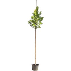 Aardbeien boom Arbutus Unedo 237,5 cm