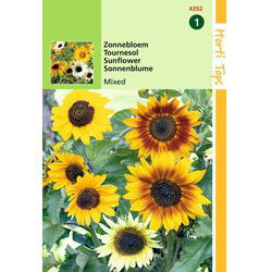 2 stuks - Helianthus cucumerifolius gemengd