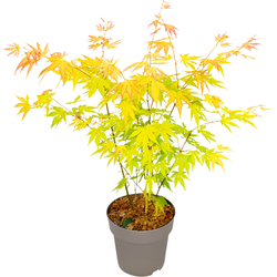 Japanse Esdoorn - Acer palmatum 'Orange Dream' - Hoogte 35-55cm - ⌀15cm