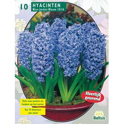 2 stuks - Hyacinth Blue Jacket per 10