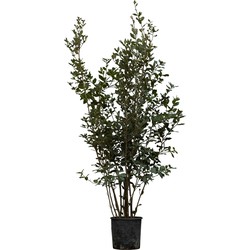 2 stuks! Steeneik solitair Quercus ilex 137,5 cm - Warentuin Natuurlijk