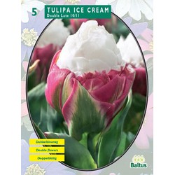 2 stuks - Tulipa Ice Cream per 5