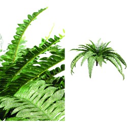 PTMD Fern Plant green fern bush M