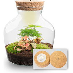 URBANJNGL - Planten terrarium • Little Joe • Ecosysteem plant • ↑ 21,5 cm