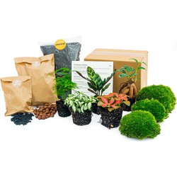 URBANJNGL - Planten terrarium pakket - 5 terrarium planten - Calathea Lancifolia - Bonsai - Asparagus - Navul & Startpakket DIY terrarium - Mini ecosysteem plant