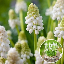 Muscari White Magic - Bloembollen x50 - Witte Druifhyacint