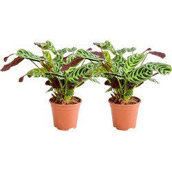 ZynesFlora - Ctenanthe Burle-Marxii - Calathea Amabilis - 2 Stuks - Ø 14 cm - Hoogte: 35 - 40 cm - Luchtzuiverend - Kamerplant