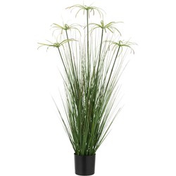 J-line - Cyperus Alternifolius 5 Koppen In Pot Pvc Groen Small - 32x32x100cm