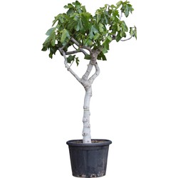 Vijgenboom 18/20 cm Ficus carica 162,5 cm - Warentuin Natuurlijk