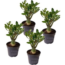 Adenium Obesum - Set van 4 - Woestijnroos bloeiend - Pot 10.5cm - Hoogte 25-40cm