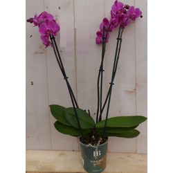 Kamerplant Vlinderorchidee phalaenopsis roze 3 takken