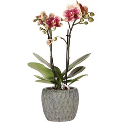 Kolibri Orchids | Phalaenopsis orchidee spotty rood 'diamond' | Marrakesh grey - sierpot cement | potmaat Ø9cm