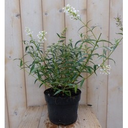 5 stuks - Vlinderstruik Buddleja Wit 55 cm - Warentuin Natuurlijk