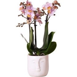 Kolibri Orchids | Roze Phalaenopsis orchidee – Andorra + Zen Face sierpot wit – potmaat Ø9cm – 40cm hoog | bloeiende kamerplant in bloempot - vers van de kweker