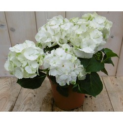 Hortensia Hydrangea Wit 30 - 40 cm 4 tot 6 bloemen