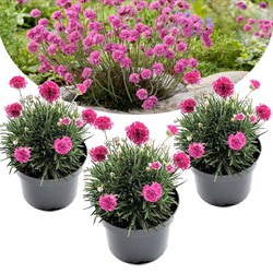 Armeria maritima - Set van 3 - Roze tuinplanten - Pot 12cm - Hoogte 20-30cm