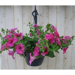 Surfinia Hang Petunia roze