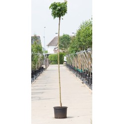 2 stuks! Groene bol esdoorn Acer pl. Globosum h 260 cm st. omtrek 8 cm st. h 220 cm boom - Warentuin Natuurlijk