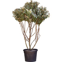 Olijfwilg meerstammig Elaeagnus ebbingei 225 cm