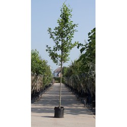 Gewone els Alnus glutinosa h 350 cm st. omtrek 12 cm