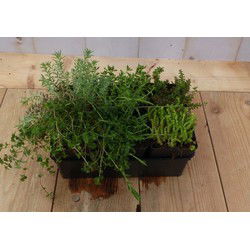 Vetplanten Sedum zes stuks
