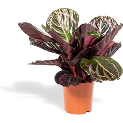 Hello Plants Calathea Roseopicta Dottie - Ø 14 cm - Hoogte: 40 cm - Schaduwplant Pauwenplant