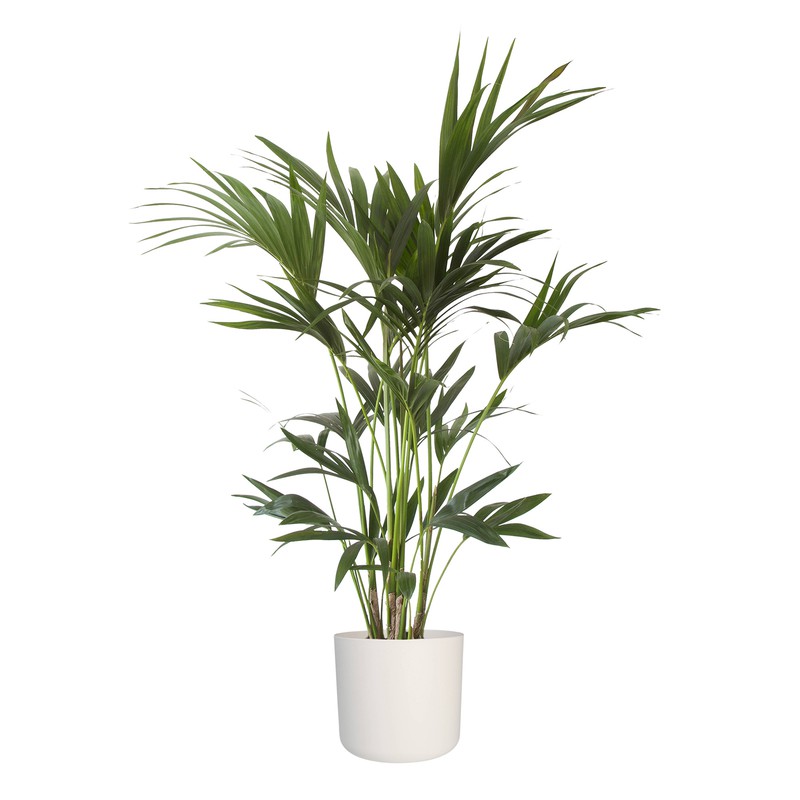 Howea Kentia Palm - 90-110-125 cm - Met of zonder pot - 