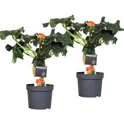 Jatropha Podagrica - Set van 2 - Tropische plant - Pot 13cm - Hoogte 25-45cm