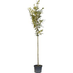 Laurierkers hoogstam 300 cm Prunus laurocerasus 350 cm