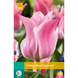 Tulipa Miss Elegance