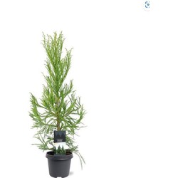 Cryptomeria jap. Kitayama 80-100 cm Conifeer