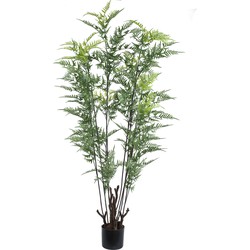 PTMD Tree Green horsetail fern in black pot large