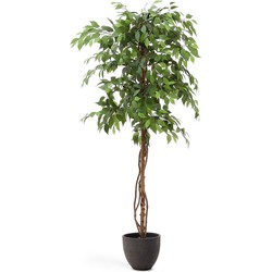 Kave Home - Kunstboom Ficus met zwarte pot 180 cm