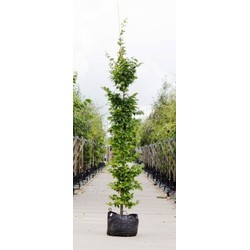 Haagbeuk laagstam Carpinus betulus h 250 cm