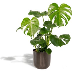 Hello Plants Monstera Deliciosa Gatenplant in Pot Mayk Lead - Ø 21 cm - Hoogte: 80 cm - Kamerplant