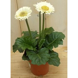 3 stuks! Gerbera Wit - Warentuin Natuurlijk