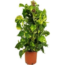 Epipremnum Scindapsus Aureum - Klimplant - Pot 21cm - Hoogte 80-90cm