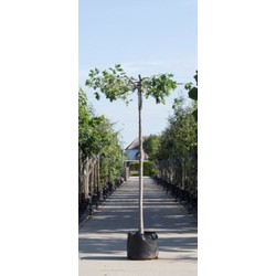 Moeraseik kruisdak Quercus palustris h 250 cm st. omtrek 18 cm st. h 240 cm