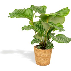 Hello Plants Calathea Orbifolia Pauwenplant in Mand - Ø 19 cm - Hoogte: 65-75 cm - Kamerplant