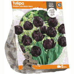 3 stuks - Tulipa Double Late Black Hero per 5