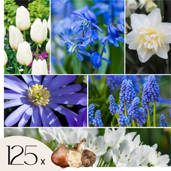 Mix bloembollen - Set van 125 - Allium, Narcissus, Muscari, Tulipa - Blauw