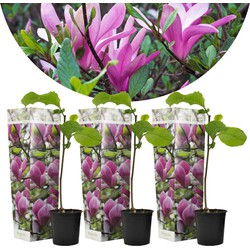 Magnolia Susan - Set van 3 - Paarse bloemen - Tuin - Pot 9cm - Hoogte 25-40cm