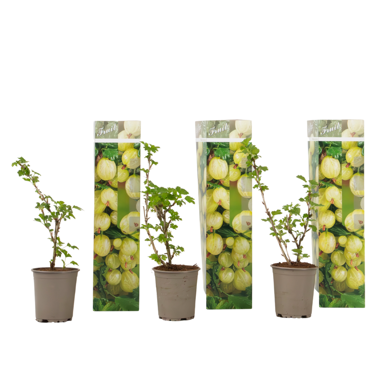 Kruisbes - Set van 3 - Ribes uva- crispa - Hoogte 25-40cm - ⌀9cm - 