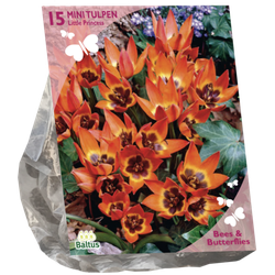 Bees & Butterflies Tulipa Little Princess per 15 bloembollen